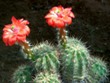 Echinocereus_leeanus
